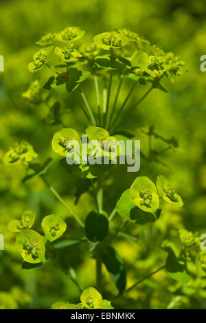 Wolfsmilch (Euphorbia Dulcis), Blütenstand, Deutschland Stockfoto