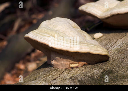 Pilz, Zunder Halterung (Zündstoff Fomentarius), der Hufe auf Totholz, Deutschland Stockfoto