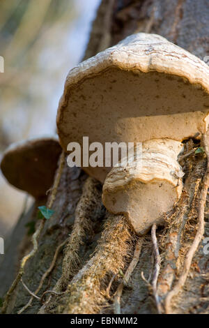 HUF Pilz, Zunder Halterung (Zündstoff Fomentarius), am Baumstamm, Deutschland Stockfoto