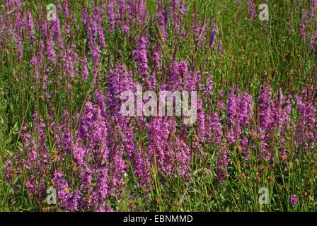 Blutweiderich, Spike Blutweiderich (Lythrum Salicaria), viele lila Loosestrifes im Feuchtgebiet, Deutschland Stockfoto