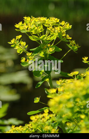 Sumpf-Wolfsmilch (Euphorbia Palustris), blühen, Deutschland Stockfoto