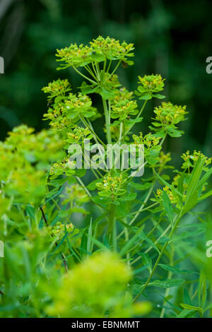 Sumpf-Wolfsmilch (Euphorbia Palustris), blühen, Deutschland Stockfoto
