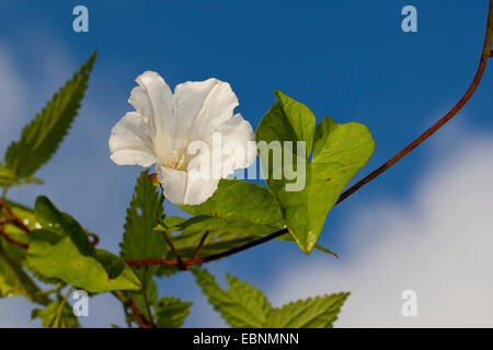 Bellbine, Hedge Ackerwinde Absicherung falsche Ackerwinde, Lady-Schlummertrunk, Rutland Schönheit, stärkere Winde (Calystegia Sepium, Convolvulus Sepium), blühen, Deutschland Stockfoto