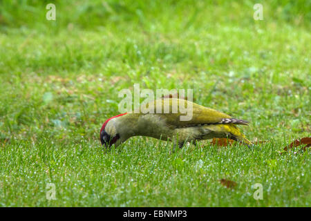 Grünspecht (Picus Viridis), ernähren sich von Ameisen auf einer Wiese, Vogel des Jahres 2014, Deutschland, Bayern Stockfoto