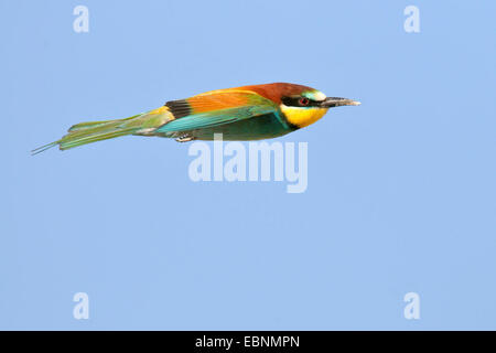 Europäische Biene-Esser (Merops Apiaster), im Flug, Ungarn, Nationalpark Neusiedler See Stockfoto