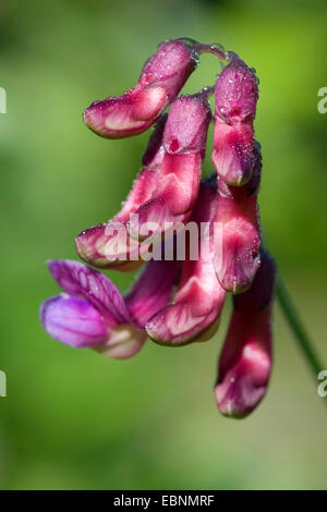 Schwarze Erbsen (Lathyrus Niger), Blütenstand, Deutschland Stockfoto