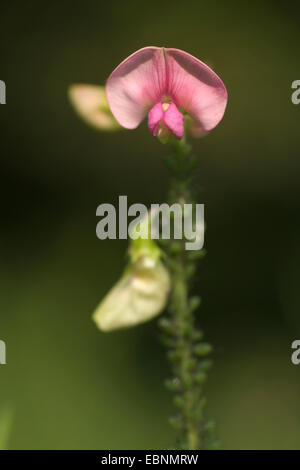 Flache Peavine, Narrow-leaved ewige Erbse (Lathyrus Sylvestris), Blütenstand, Deutschland Stockfoto