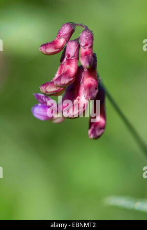 Schwarze Erbsen (Lathyrus Niger), Blütenstand, Deutschland Stockfoto