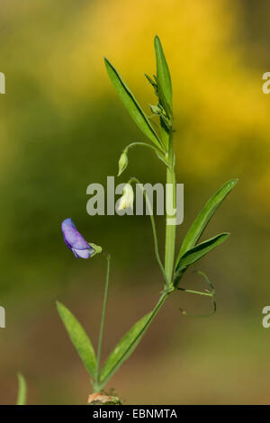 Behaarte Platterbse, grobe Peavine (Lathyrus Hirsutus), blühen, Deutschland, BG Ffm Stockfoto