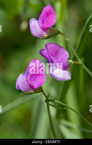 Behaarte Platterbse, grobe Peavine (Lathyrus Hirsutus), blühen, Deutschland Stockfoto