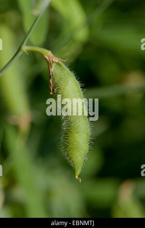 Behaarte Platterbse, grobe Peavine (Lathyrus Hirsutus), Pod, Deutschland Stockfoto