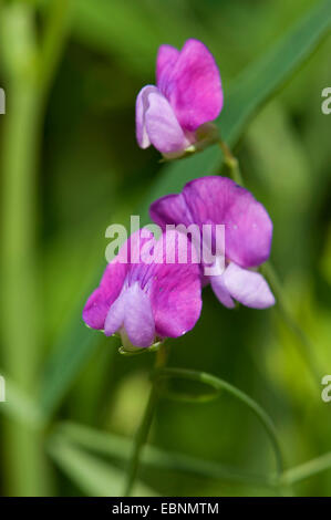 Behaarte Platterbse, grobe Peavine (Lathyrus Hirsutus), blühen, Deutschland Stockfoto