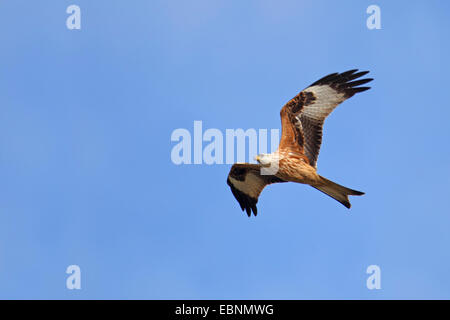 Rotmilan (Milvus Milvus), fliegen, Schweden, Falsterbo Stockfoto