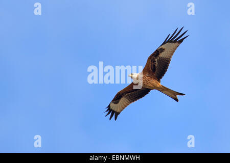 Rotmilan (Milvus Milvus), fliegen, Schweden, Falsterbo Stockfoto