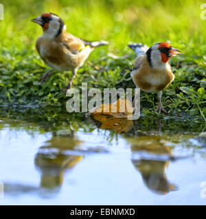 Eurasische Stieglitz (Zuchtjahr Zuchtjahr), Stand am Ufer, Ungarn Stockfoto