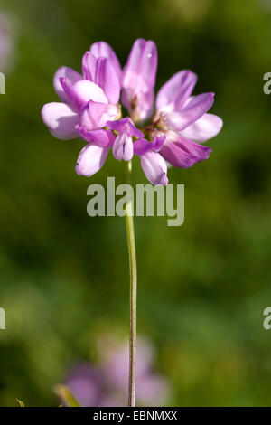 Crown Vetch, nachgestellte Crownvetch, Krone-Futterwicke (Securigera Varia, Coronilla Varia), Blütenstand, Deutschland Stockfoto