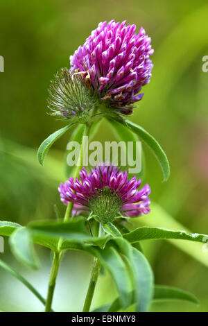 Berg Zick-Zack-Klee (Trifolium Alpestre), blühen, Deutschland Stockfoto