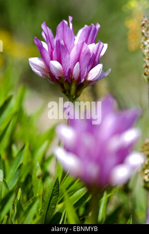 Alpine Klee (Trifolium Alpinum), Blütenstände, Schweiz Stockfoto
