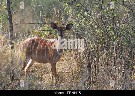 Nyala (Tragelaphus Angasi), Weiblich, stehend in den Busch, Südafrika, Mkuzi Game Reserve Stockfoto