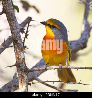 Schwefel-breasted Bush Würger (Telophorus Sulfureopectus), männliche auf einem dornigen Ast, Südafrika, Mkuzi Game Reserve Stockfoto