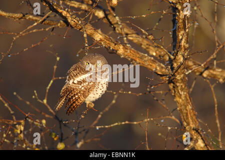 Perle entdeckt Owlet (Glaucidium Perlatum), sitzt in einem Baum, Südafrika, Kruger National Park Stockfoto