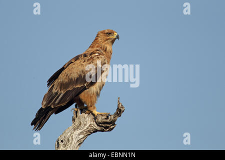 Tawny Adler (Aquila Rapax), sitzt auf einem abgestorbenen Baum, Südafrika, Kruger National Park Stockfoto