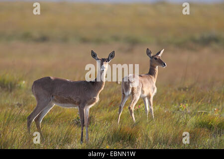 südliche Riedböcken (Redunca Arundinum), zwei Weibchen im Grünland, Südafrika, Simangaliso Wetland Park Stockfoto