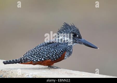 riesige Eisvogel (Megaceryle Maxima), Frau sitzen auf einer Brücke, Südafrika, Kruger National Park Stockfoto