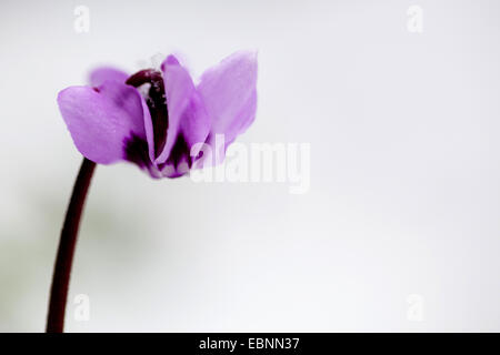 östlichen Alpenveilchen (Cyclamen Coum), winterharte Alpenveilchen im Schnee, Deutschland Stockfoto