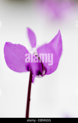 östlichen Alpenveilchen (Cyclamen Coum) blüht im Schnee, Deutschland, Baden-Württemberg Stockfoto