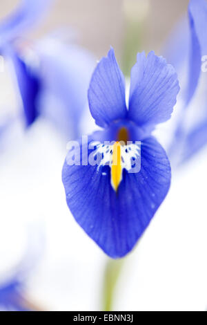 bartlos Zwergiris (Iris Reticulata), hardy Iris im Schnee, Deutschland Stockfoto