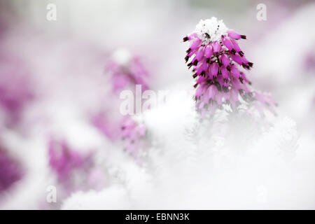 Frühling-Heide (Erica Herbacea, Erica Carnea), im Schnee, Deutschland, Baden-Württemberg Stockfoto