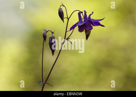 Europäische Akelei (Aquilegia Vulgaris), ergeben sich mit dem Blumen- und Blütenknospen, Österreich, Tirol Stockfoto