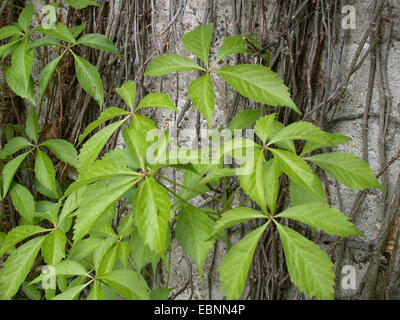 falsche-wildem Wein (Parthenocissus Inserta, Parthenocissus Quinquefolia Agg.), an einer Betonwand Stockfoto