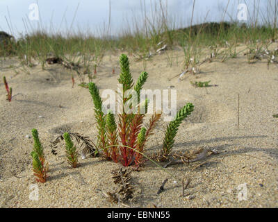 Meer-Wolfsmilch (Euphorbia Paralias), in Dünen, Griechenland, Peloponnes Stockfoto