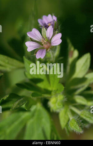 Kleine Blumen Storchschnabel, Traveler Geranien (Geranium Pusillum), blühen, Deutschland Stockfoto