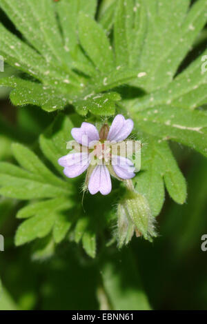 Kleine Blumen Storchschnabel, Traveler Geranien (Geranium Pusillum), blühen, Deutschland Stockfoto