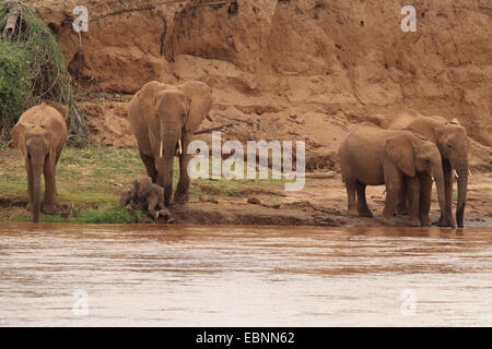 Afrikanischer Elefant (Loxodonta Africana), Herde Elefanten am Uaso Nyiro Fluss, Kenya, Samburu National Reserve Stockfoto