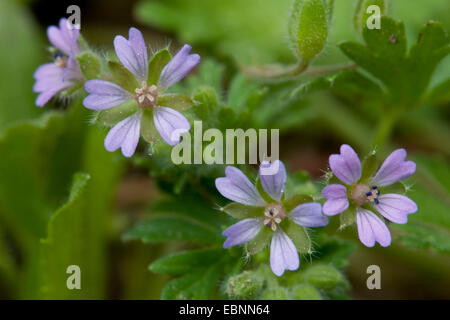 Kleine Blumen Storchschnabel, Traveler Geranien (Geranium Pusillum), blühen, Deutschland Stockfoto