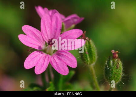 Dovefoot Geranium, Dove-Fuß des Krans-Rechnung (Geranium Molle), Blume, Deutschland Stockfoto