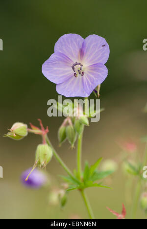 Wiese Storchschnabel (Geranium Pratense), blühen, Deutschland Stockfoto