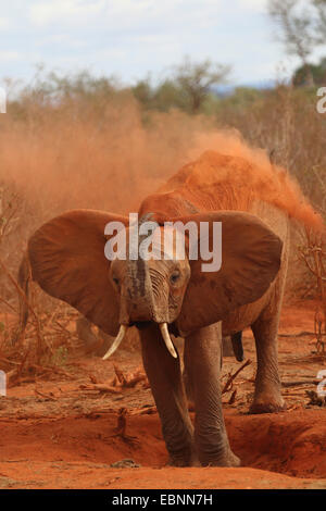 Afrikanischer Elefant (Loxodonta Africana), im Staub baden, Kenia, Tsavo East National Park Stockfoto