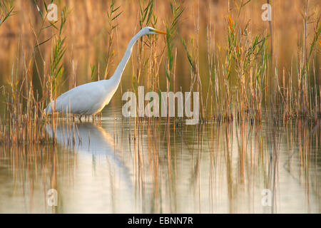 Silberreiher, Silberreiher (Egretta Alba, Casmerodius Albus, Ardea Alba), stehen im flachen Wasser, Österreich, Burgenland, Neusiedler See-Nationalpark Stockfoto