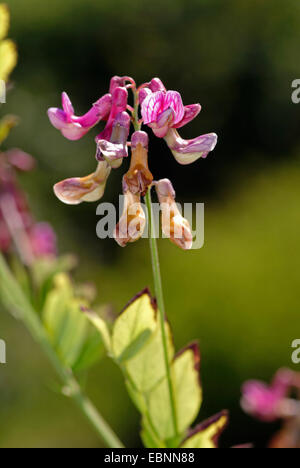 Schwarze Erbsen (Lathyrus Niger), Blütenstand, Deutschland Stockfoto