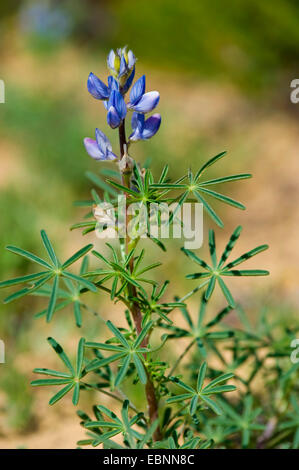 Schmale blätterte Lupin, blaue Lupine (Lupinus Angustifolius), blühen Stockfoto