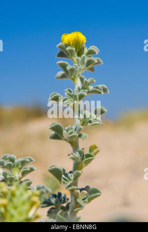 Meer Medick, Meer Burclover (Medicago Marina), blühen Stockfoto