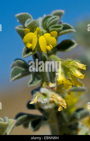 Meer Medick, Meer Burclover (Medicago Marina), blühen Stockfoto