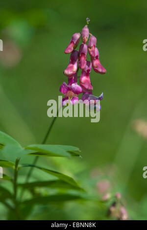 Schwarze Erbsen (Lathyrus Niger), Blütenstand, Deutschland Stockfoto