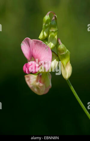 Flache Peavine, Narrow-leaved ewige Erbse (Lathyrus Sylvestris), Blütenstand, Deutschland Stockfoto