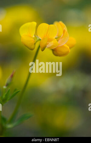 gemeinsamen Vogel's – Foot Trefoil (Lotus Corniculatus), Blütenstand, Deutschland Stockfoto